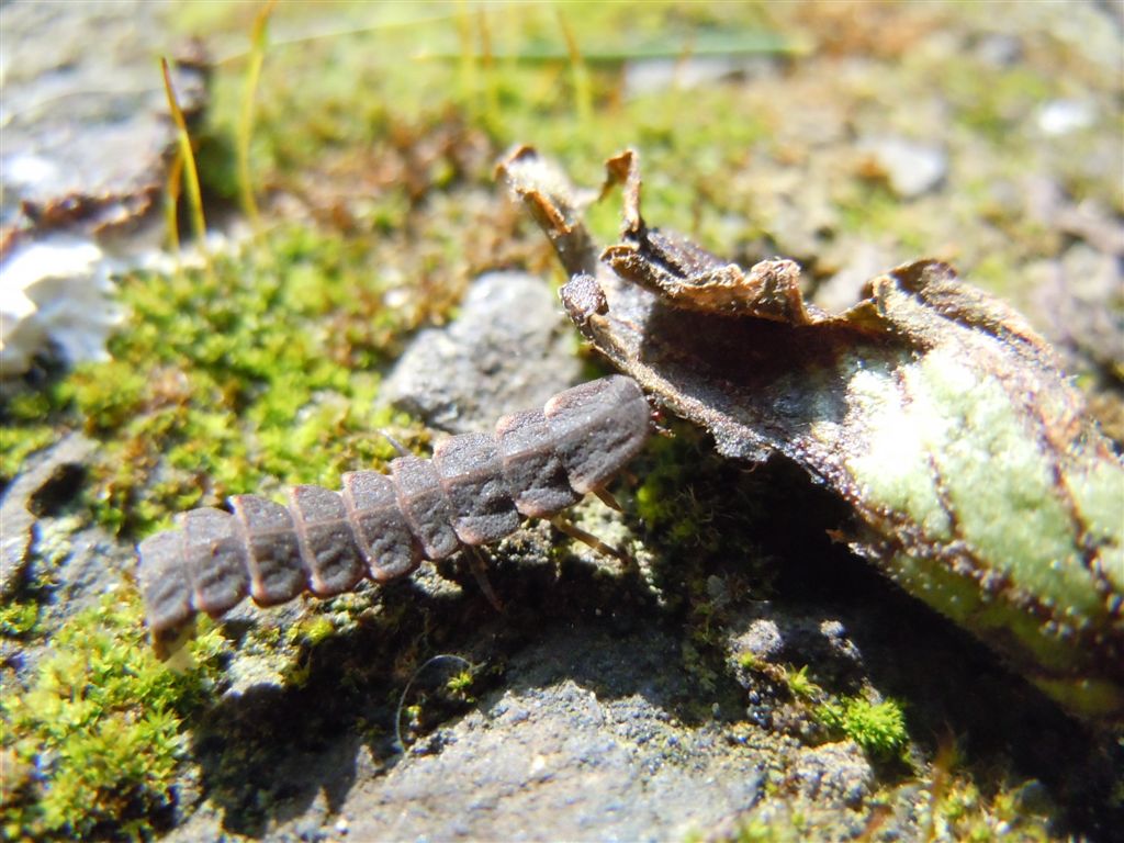 Larva di Lampyris noctiluca